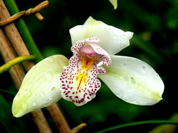 orchidej