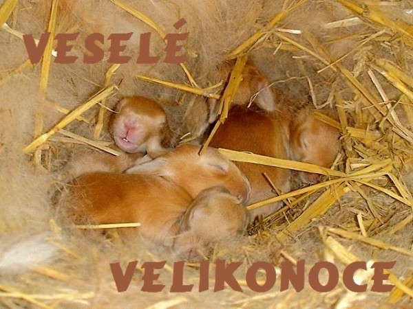 velikonon pn