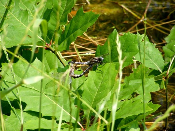 DSCF2739-1