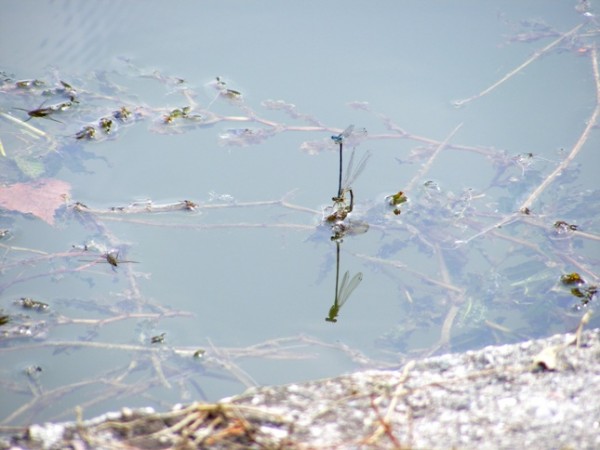 DSCF2751-2