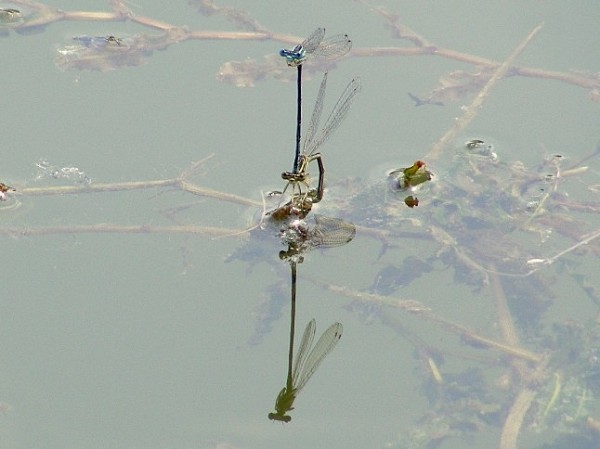 DSCF2751-1