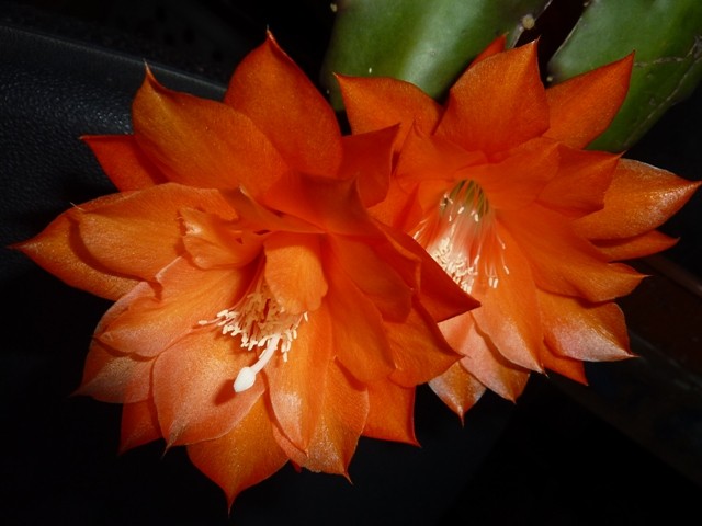P1010465-1