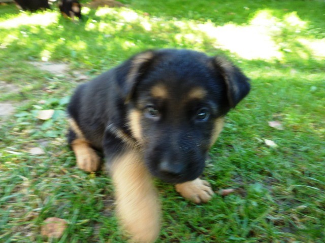 Rex II