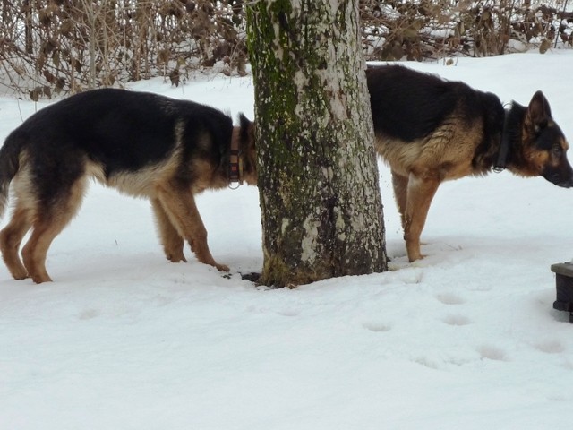 Pejskovn4