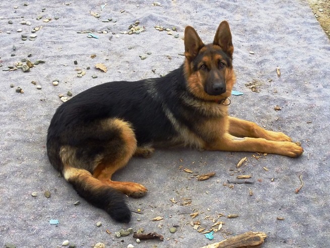 Rex