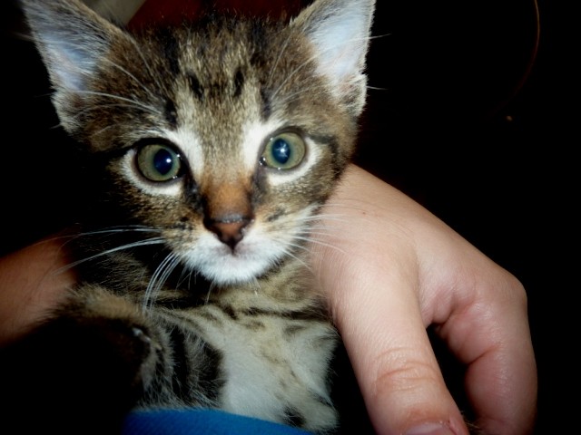 Mourek II