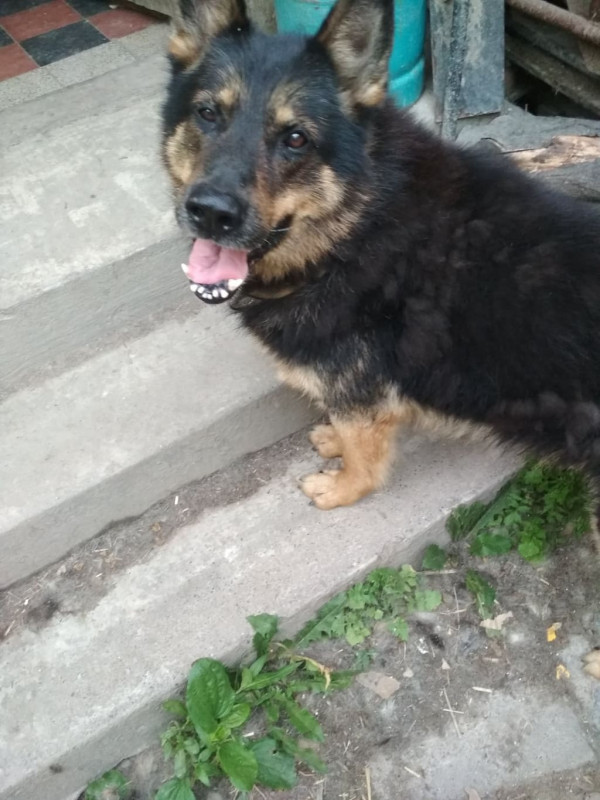 Rex