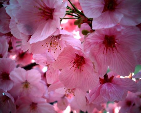 cherryblosso_12
