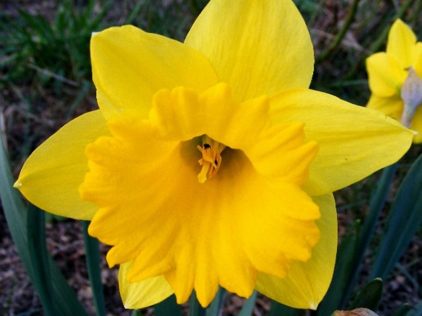 Narcis.jpg