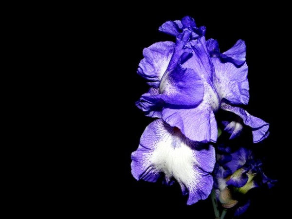 Orchidej severu.jpg
